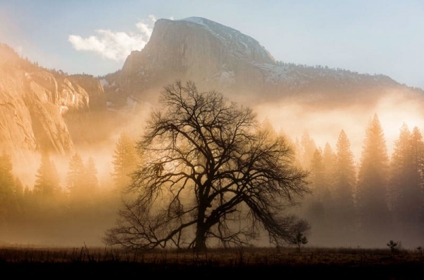 Title : Morning Light Yosemite  National Park,CA / 2017 / Size : 57 x 85.5