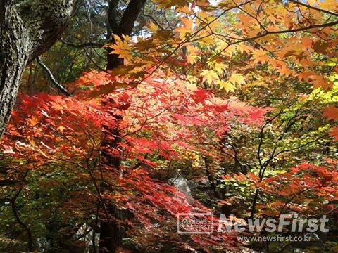 지난 가을 북한산 최고봉 백운대 오르다 찍은 단풍사진입니다. 이제 곧 울긋불긋한  저 모습을 볼 수 있겠죠?