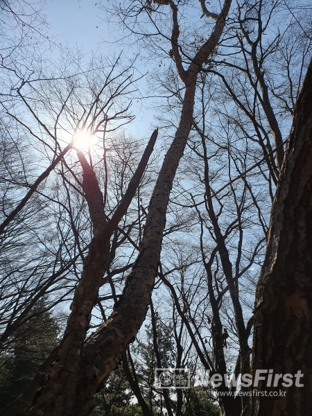 기적으로 뿜어내는 희망소리가 고요하면서도 확신있게 들려옵니다.그소리에 고개내미는 희망의 배추꽃망울들이 어찌나 감동인지요.나비효과로 선한 의로움이 세상을 따뜻하게 물들일거에요.늘 화이팅입니다.